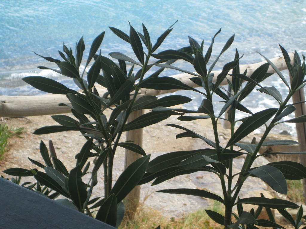 Coral Front Beach Zekros Exterior photo